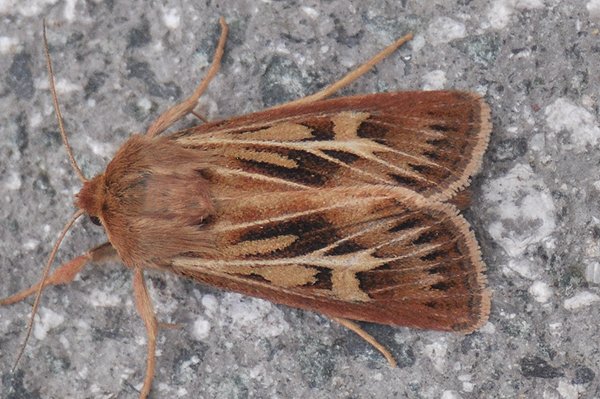 antlermoth27711.jpg