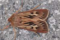 antlermoth27711_small.jpg