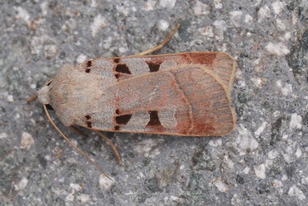 autumnalrustic24911.jpg