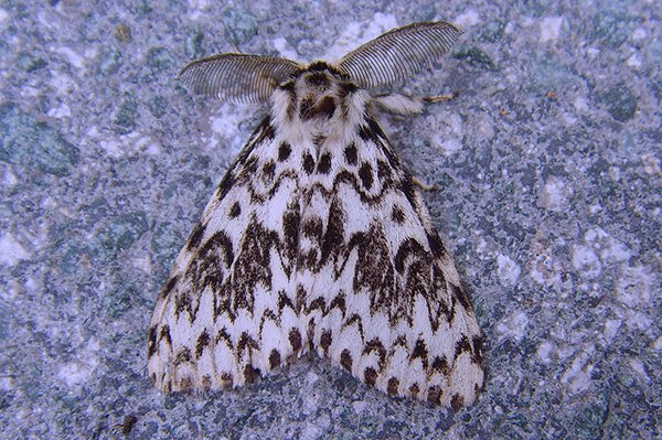 blackarches16809.jpg