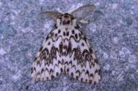 blackarches16809_small.jpg