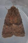 brownrustic23610_small.jpg