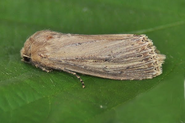 bulrushwainscot7710.jpg