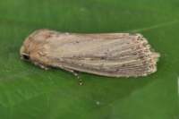 bulrushwainscot7710_small.jpg