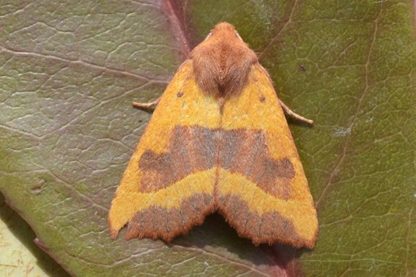 centrebarredsallow31813.jpg