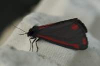 cinnabar3607_small.jpg