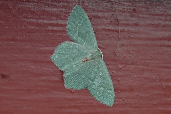 commonemerald24607.jpg