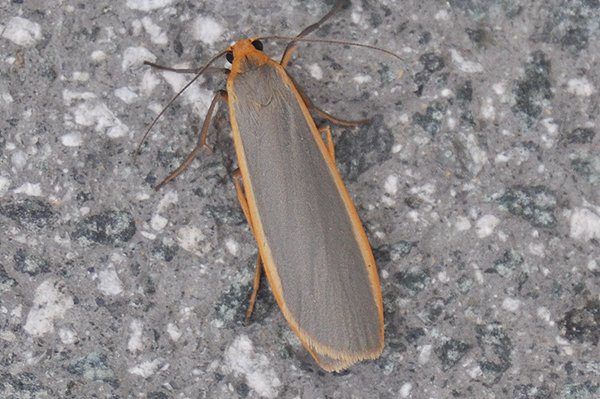 commonfootman.jpg