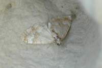 commonmarbledcarpet13607_small.jpg