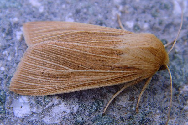 commonwainscot.jpg