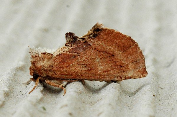 coxcombprominent.jpg