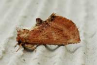 coxcombprominent_small.jpg