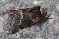 decembermoth281111_small.jpg