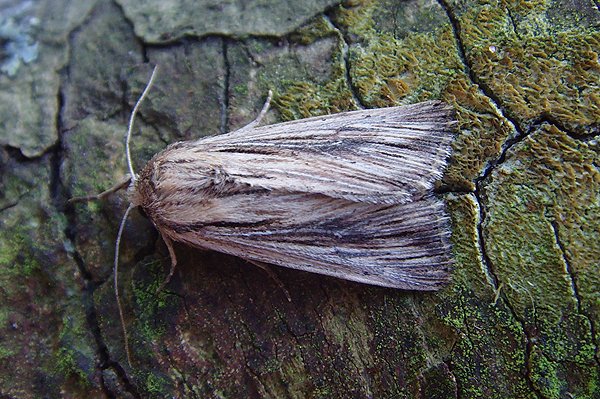 devonshirewainscot2.jpg