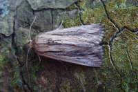 devonshirewainscot2_small.jpg