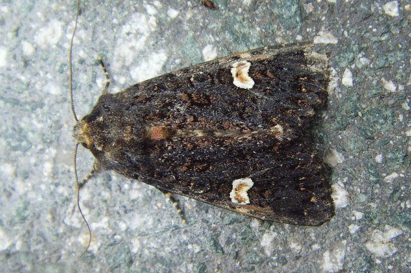 dotmoth29609.jpg