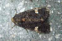 dotmoth29609_small.jpg