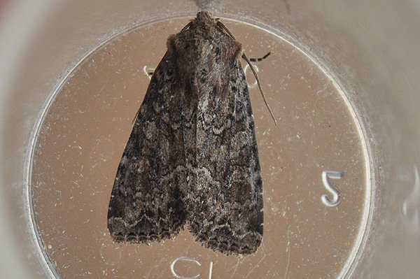 duskybrocade12610.jpg