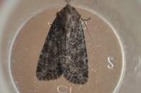 duskybrocade12610_small.jpg