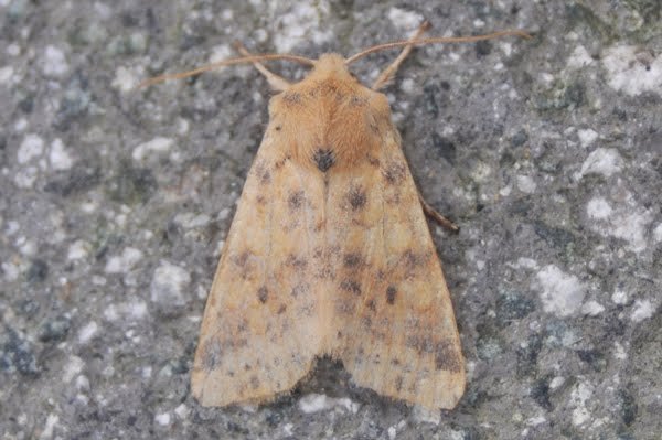 duskylemonsallow141011.jpg