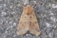 duskylemonsallow141011_small.jpg