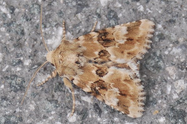 duskysallow27711.jpg