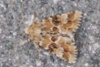 duskysallow27711_small.jpg