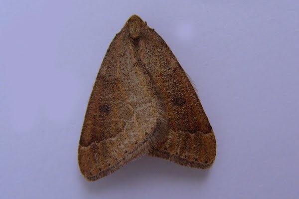 earlymoth3210_1_.jpg