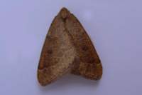 earlymoth3210_1__small.jpg