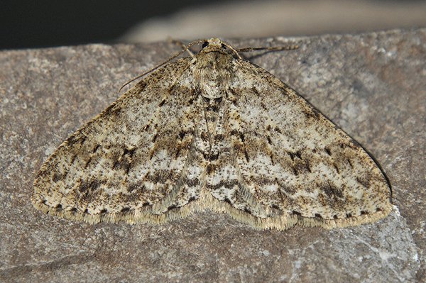 engrailed19310.jpg