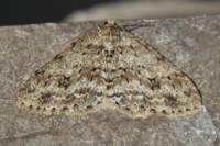 engrailed19310_small.jpg