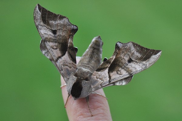 eyedhawkmoth26611.jpg