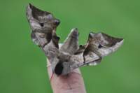 eyedhawkmoth26611_small.jpg