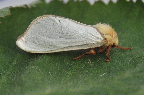 ghostmoth22610.jpg