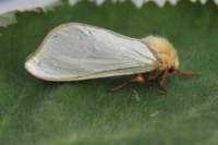 ghostmoth22610_small.jpg