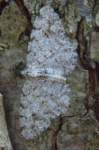 greybirch17411_small.jpg