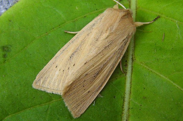 largewainscot151010.jpg