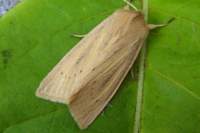 largewainscot151010_small.jpg