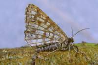 latticedheath15809_001_small.jpg