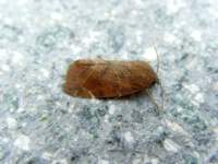 lesserspottedpinion214810_small.jpg