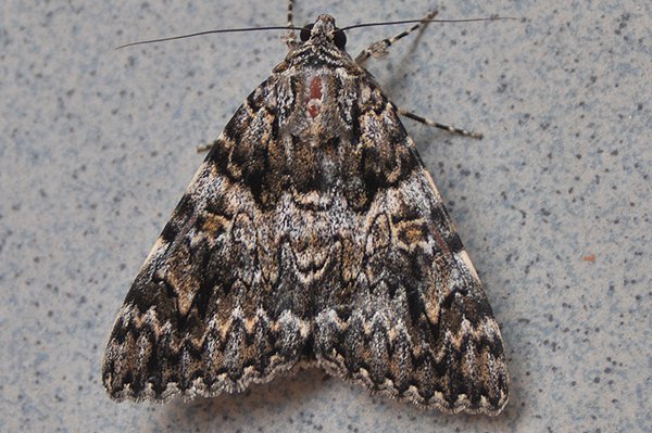 lightcrimsonunderwing.jpg