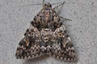 lightcrimsonunderwing_small.jpg