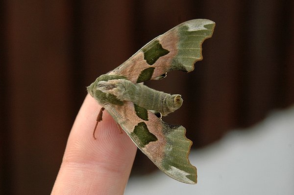 limehawkmoth.jpg