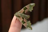 limehawkmoth_small.jpg