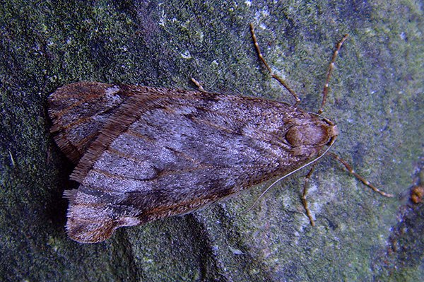 marchmoth22210.jpg