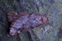 marchmoth22210_small.jpg