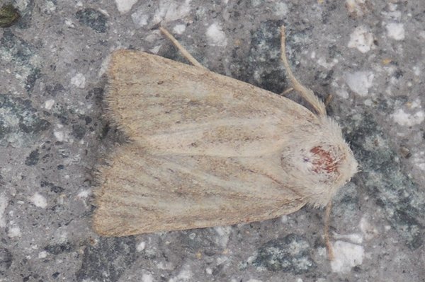 merewainscot11711.jpg