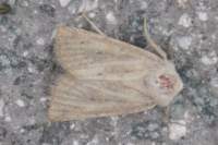 merewainscot11711_small.jpg