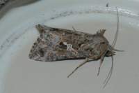 nimoth29706_small.jpg