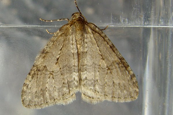 novembermoth151010.jpg